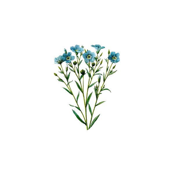 Huile de LIN vierge en capsules (Linum usitatissimum)