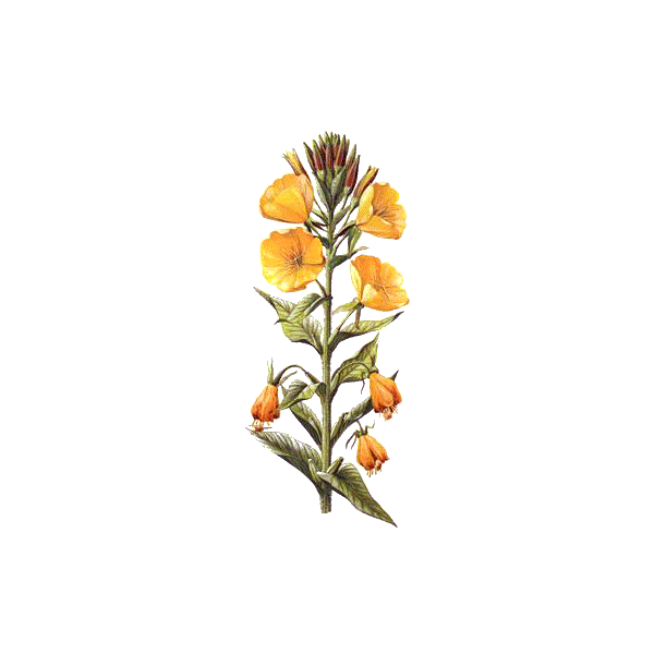 Huile d'Onagre vierge en capsules  (Oenothera biennis)