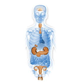 Glandes-Endocrines mélange en poudre Régénération
