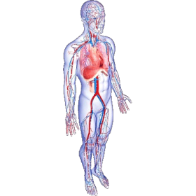 Hemoveine mélange en poudre Régénération