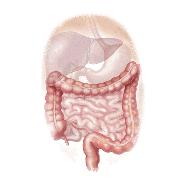 Inflestins mélange en poudre Régénération