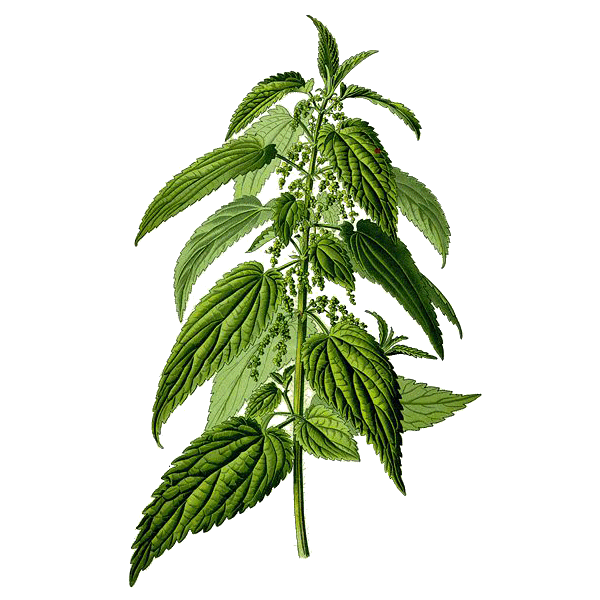 Ortie Absolue mélange en poudre Régénération