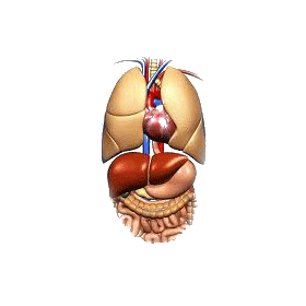 Pancréas mélange en poudre Régénération