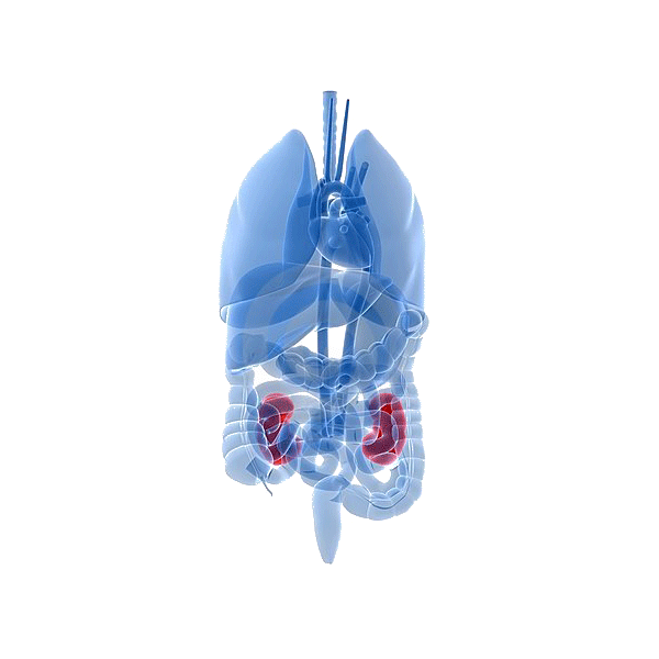 U-Reno+ (voies urinaires) mélange en poudre Régénération