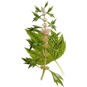 Agripaume en gélules (Leonorus cardiaca)