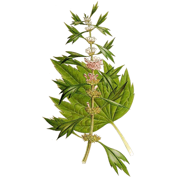 Agripaume en gélules (Leonorus cardiaca)