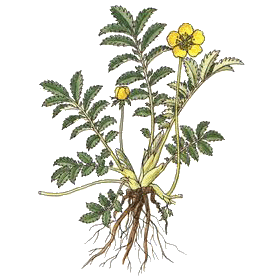 Potentille ansérine - Argentine en gélules