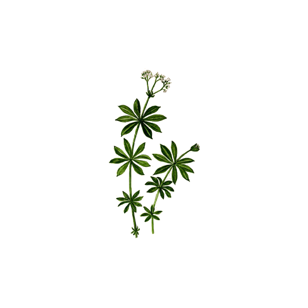 Aspérule en gélules Pullulan (Galium odoratum)