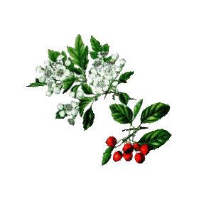 Aubépine Bio en gélules (Crataegus laevigata)