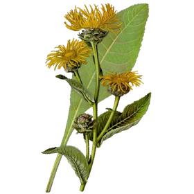 Aunée racine en gélules Pullulan