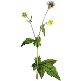 Benoite racine en gélules