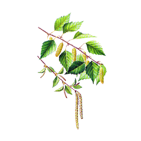 Bouleau écorce en gélules