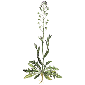 Bourse à Pasteur en gélules