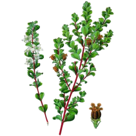 Buchu feuille en gélules