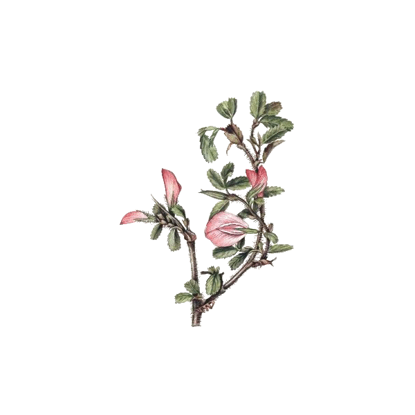 Bugrane racine en gélules