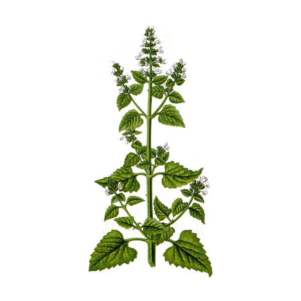 Herbe aux chats Cataire en gélules