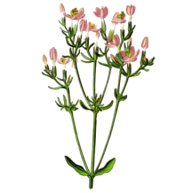 Petite Centaurée en gélules