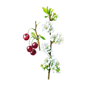 Queues de Cerise en gélules