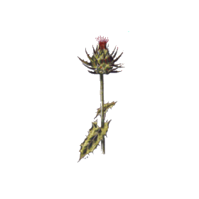 Chardon Roland racine en gélules