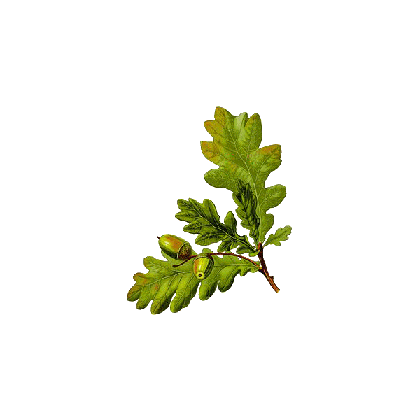 Chêne écorce en gélules (Quercus robur)