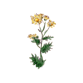 Chrysanthellum Americanum en gélules (foie et vésicule)