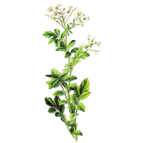 Cresson des Fontaines en gélules (Nasturtium officinal)