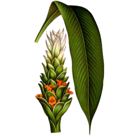 Curcuma longa racine BIO en gélules (anti-inflammatoire naturel)