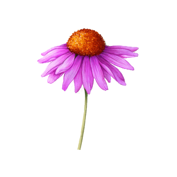 Echinacea purpurea racine BIO en gélules (Immunité)