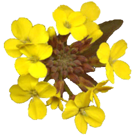Erysimum Velar en gélules (Sisymbrium officinale)