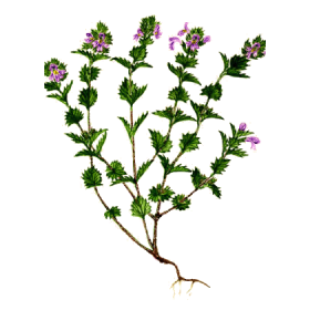 Euphraise en gélules (Euphrasia officinalis)