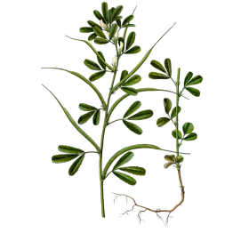 Fenugrec Bio en gélules (Trigonella foenum-graecum)