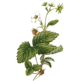 Fraisier racine en gélules Pullulan (Fragaria vesca)