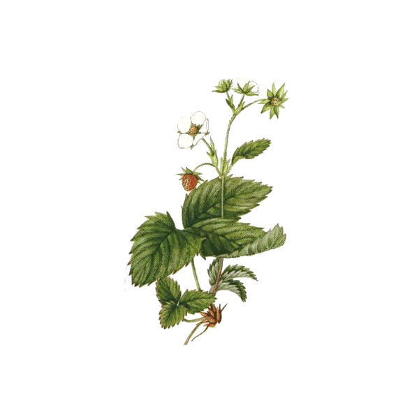 Fraisier racine en gélules Pullulan (Fragaria vesca)