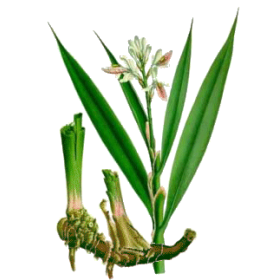 Galanga racine en gélules (Alpinia officinarum)