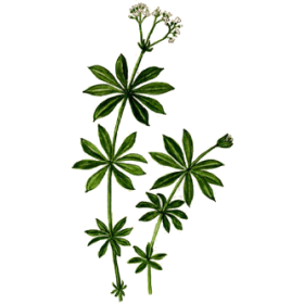 Gratteron en gélules (Galium aparine), détoxination