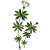 Gratteron en gélules (Galium aparine), détoxination