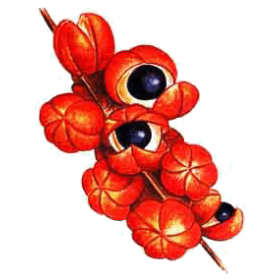 Guarana Bio en gélules (Paullinia cupana) - Tonus et Forme au quotidien