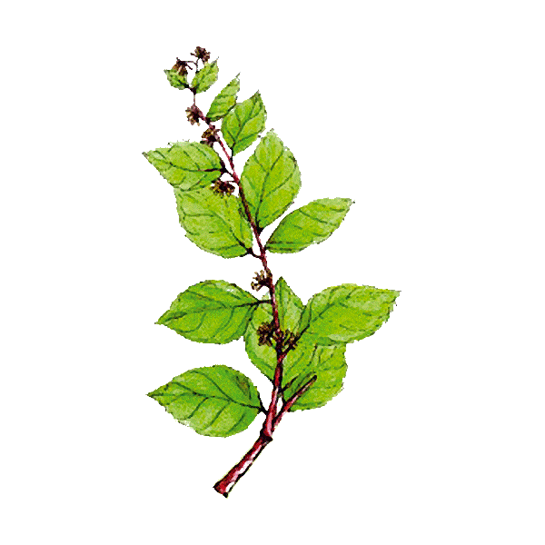 Gymnema Sylvestris en gélules - Cure minceur et glycémie