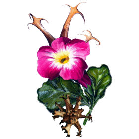 Harpagophytum Bio en gélules - Anti-inflammatoire naturel