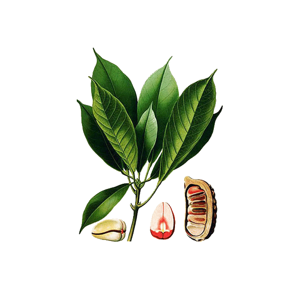 Noix de Kola en gélules (Cola acuminata)