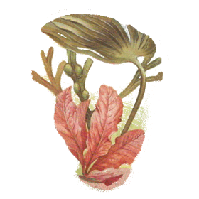 Laminaires algue en gélules (Laminaria digitata)