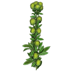 Lespedeza capitata en gélules herboristerie