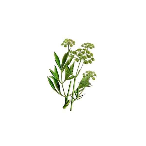 Livèche racine en gélules Pullulan (Levisticum officinale)
