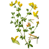 Lotier en gélules (Lotus corniculatus)