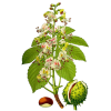 Marron d'Inde Bio en gélules (Aesculus hippocastanum)