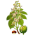 Marron d'Inde Bio en gélules (Aesculus hippocastanum)