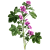 Mauve fleurs en gélules (Malva sylvestris)