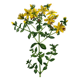 Millepertuis Bio en gélules (Hypericum perforatum)