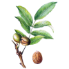 Noyer feuille en gélules (Juglans regia)