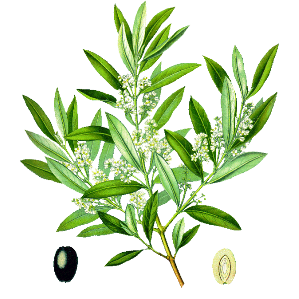 Olivier feuille Bio en gélules (Olea europaea)